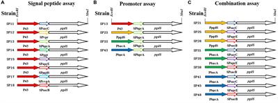 Engineering Expression Cassette of pgdS for Efficient Production of Poly-γ-Glutamic Acids With Specific Molecular Weights in Bacillus licheniformis